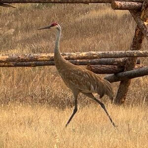 Meet your Posher, Meredith